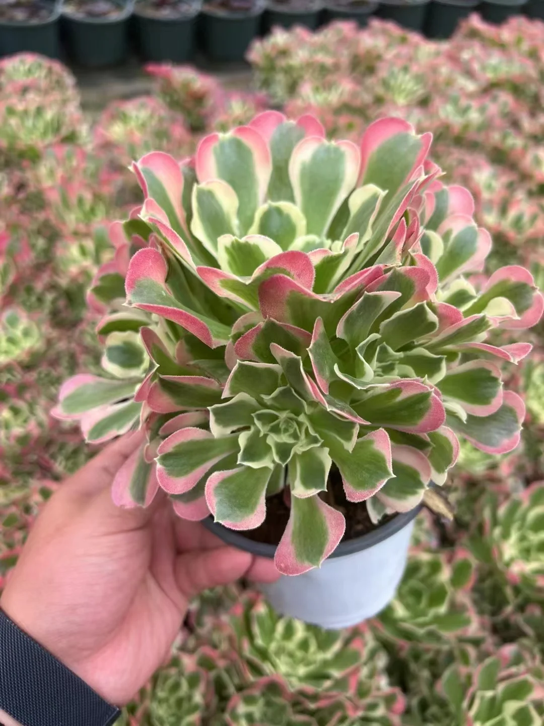 plant Aeonium Echeveria Haworthia  Caudex  Lithops Cactus  Agave 