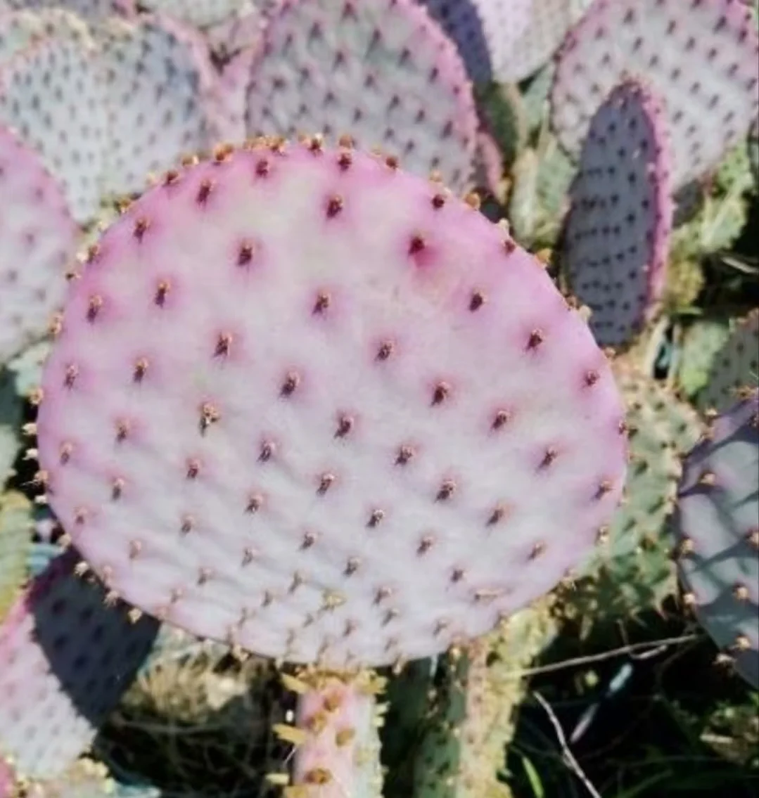 plant Aeonium Echeveria Haworthia  Caudex  Lithops Cactus  Agave 