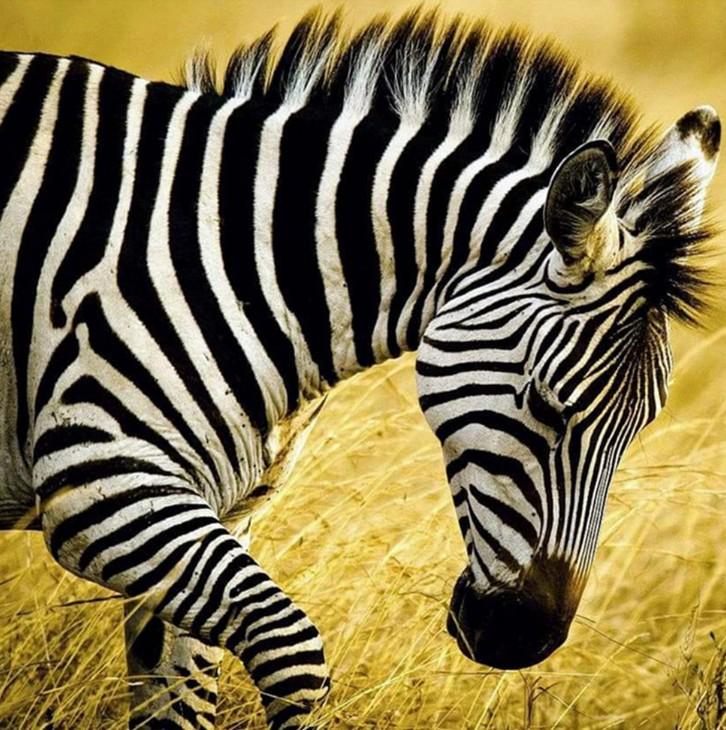 Diamond Painting - Full Round - Zebra