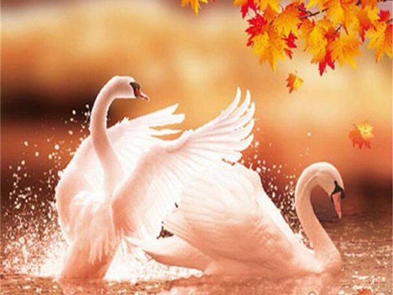 Diamond Painting - Full Round/Square Drill - Swan(30*40 - 50*60cm)