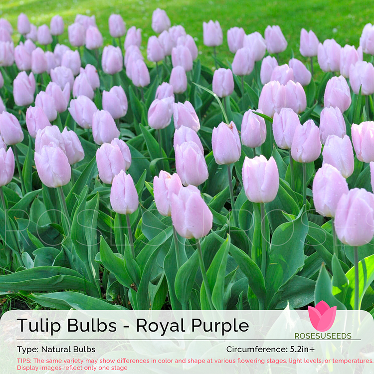 Tulip Bulbs - Royal Purple