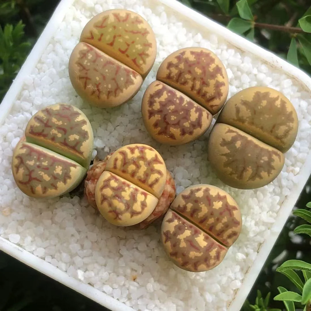 plant Aeonium Echeveria Haworthia  Caudex  Lithops Cactus  Agave 