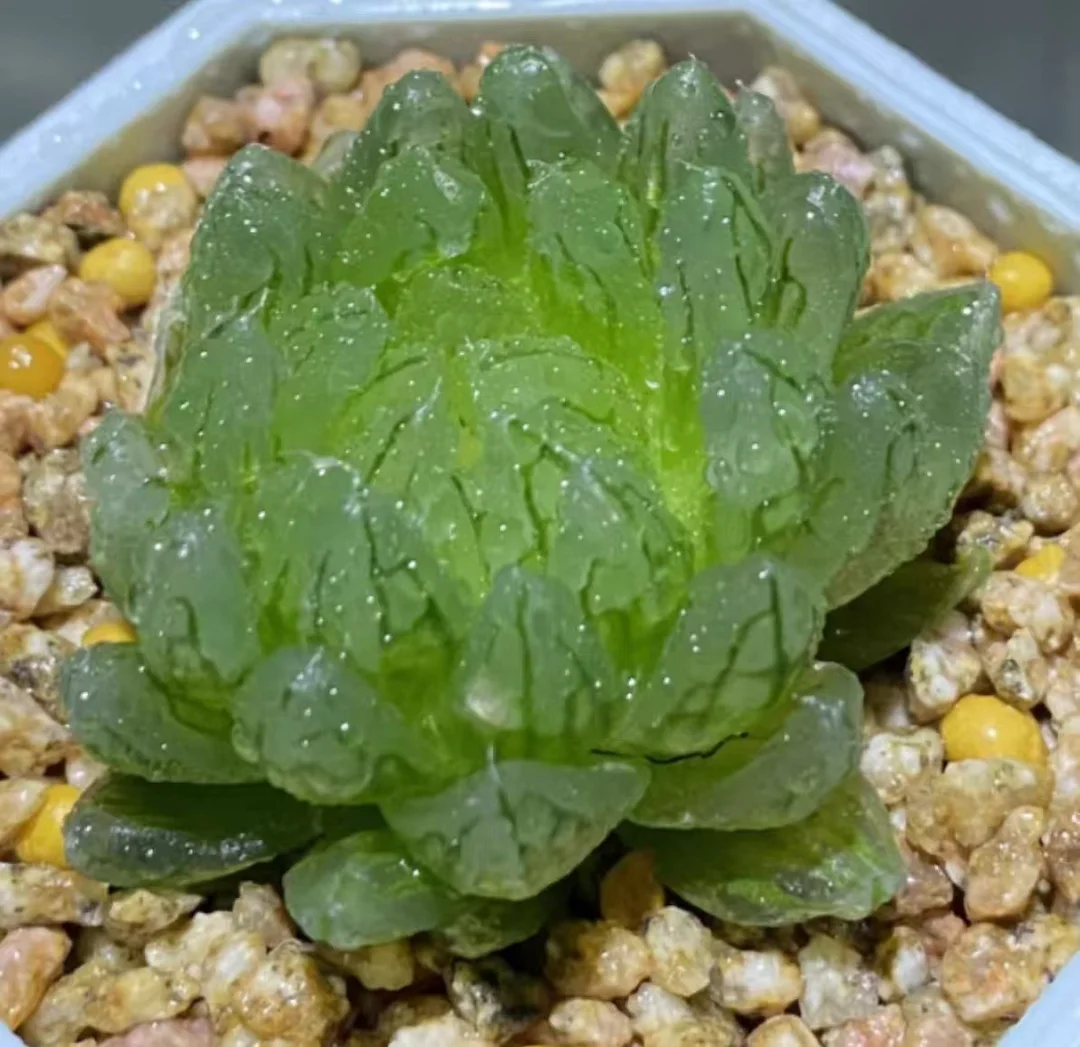 bjbm8.Haworthia cooperi Sakura turns into queen 4-5cm/ Haworthia/ Succulent plants / Garden landscape / Carefully select healthy plants