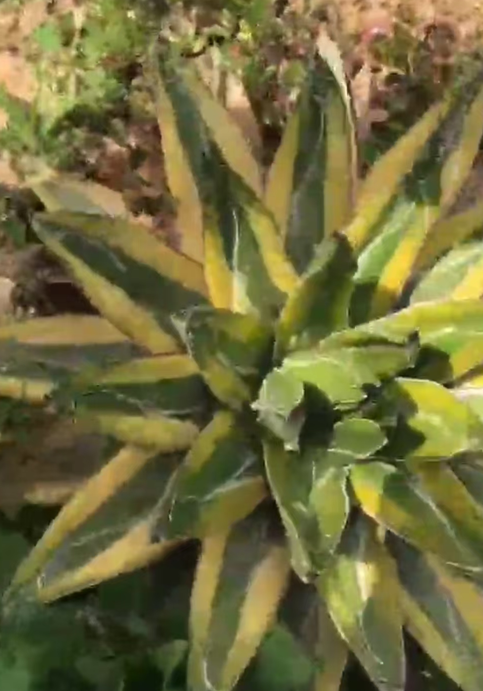 1158.Agave Victoria Reginae marginata/Agave plants / Succulent plants / Garden landscape / Carefully select healthy plants