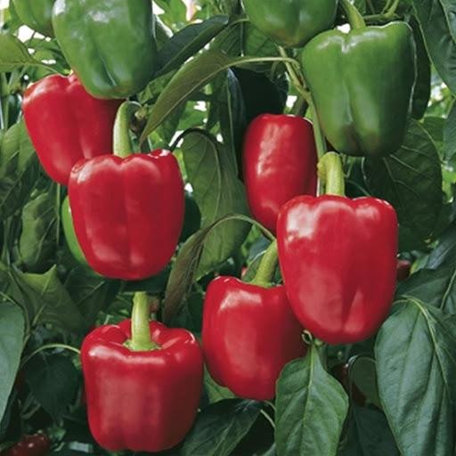 Pepper Sprinter F1 Organic Jonyparkseed®