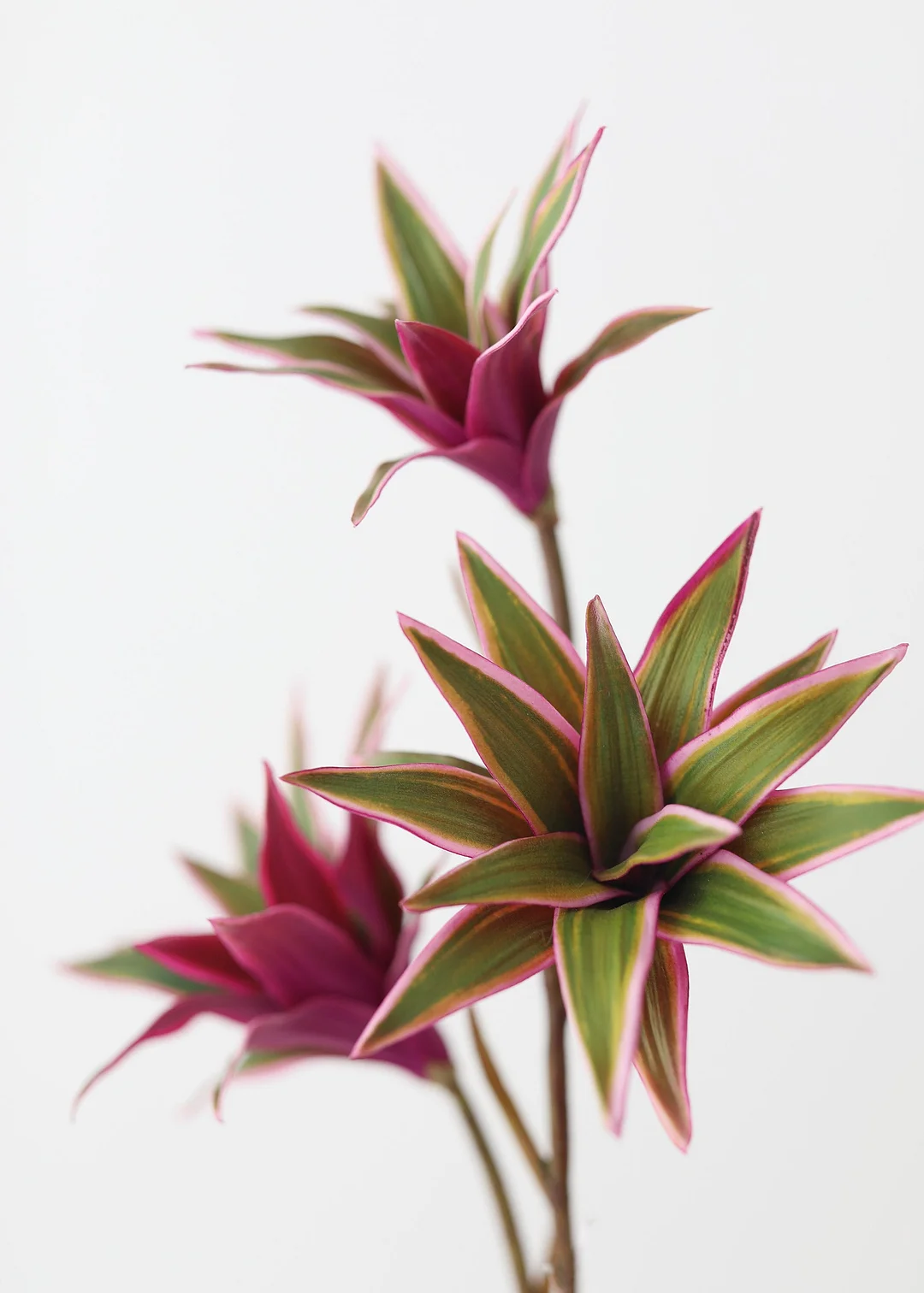 Fuchsia Green Fake Dracaena Succulent - 30"