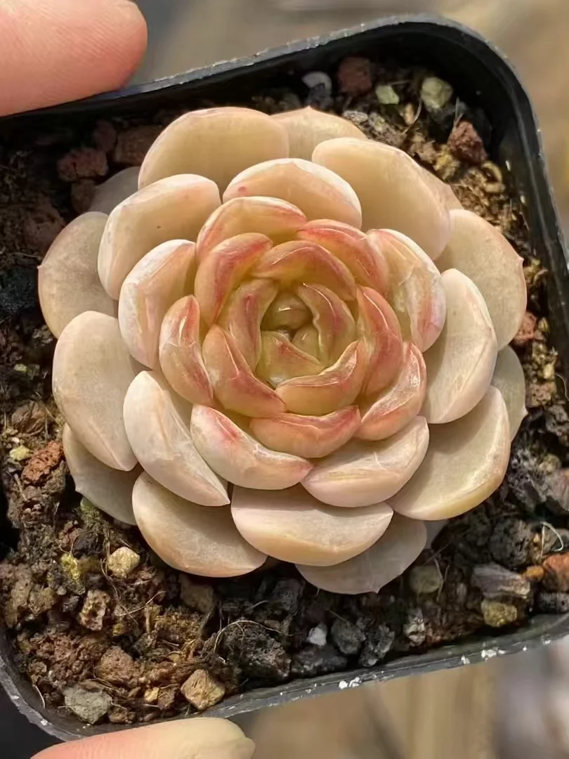 plant Aeonium Echeveria Haworthia  Caudex  Lithops Cactus  Agave 