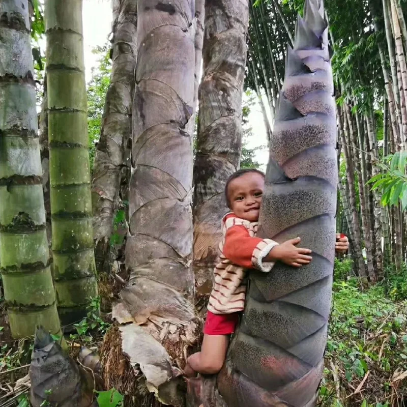 🌿Rare Giant Dragon Bamboo Seeds