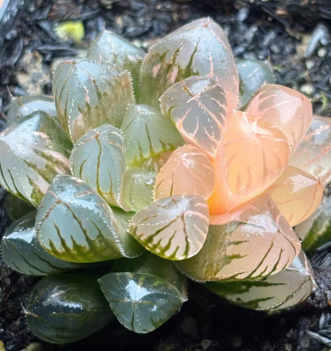 plant Aeonium Echeveria Haworthia  Caudex  Lithops Cactus  Agave 