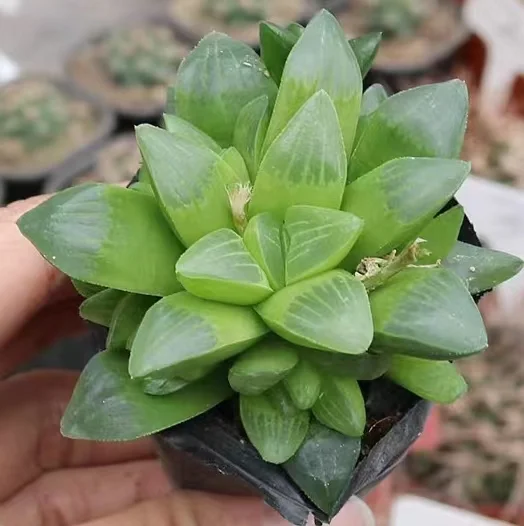 hts1.Haworthia Heidelbergensis 4-5cm/ Haworthia/ Succulent plants / Garden landscape / Carefully select healthy plants
