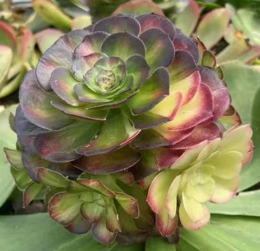 971.Green qing cheng var. single head and cutting/ Aeonium single head and cutting/Aeonium plants / Succulent plants / Garden landscape / Carefully select healthy plants