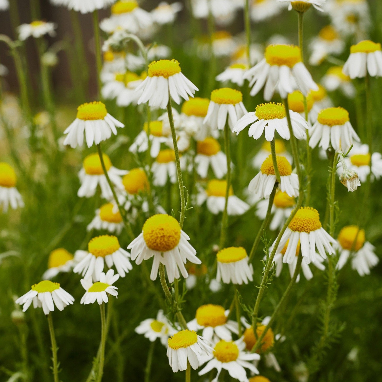 Chamomile German Flower | X 300 Seeds