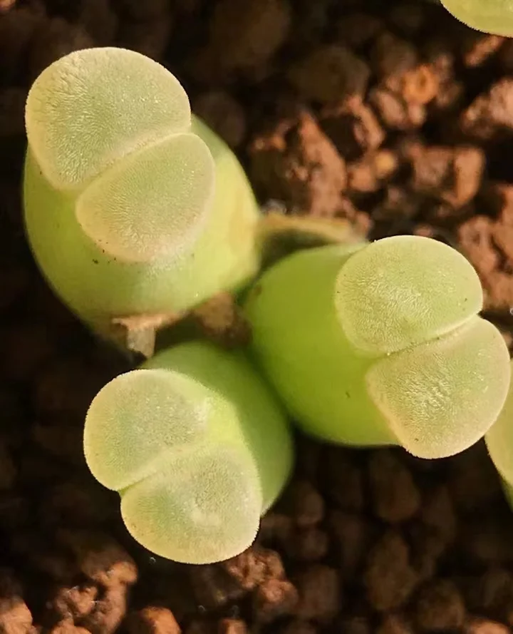 plant Aeonium Echeveria Haworthia  Caudex  Lithops Cactus  Agave 