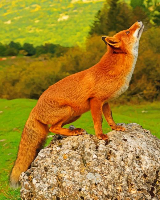 

Red Fox – Paint By Numbers - 40*50CM, 501 Original