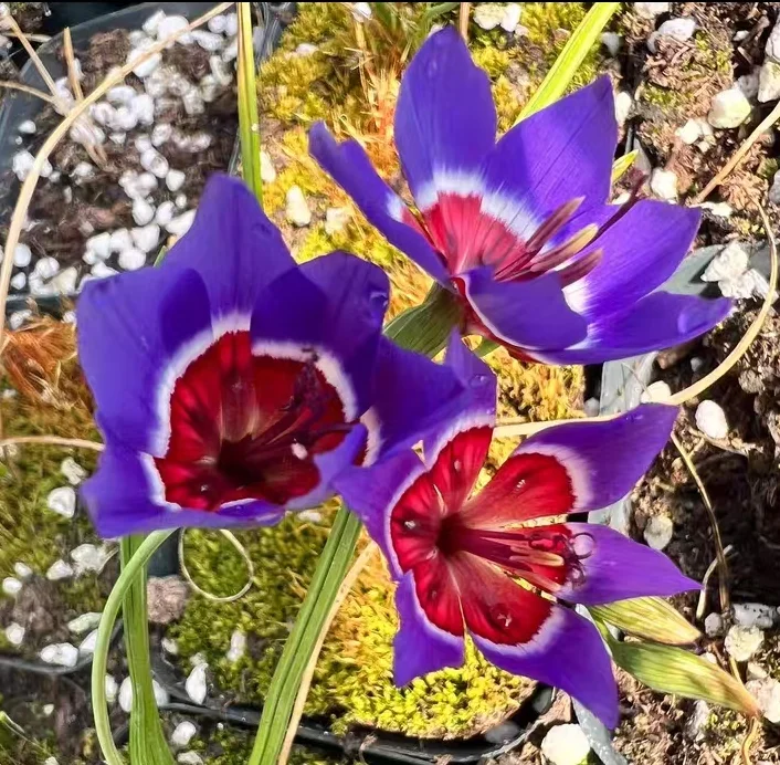 plant Aeonium Echeveria Haworthia  Caudex  Lithops Cactus  Agave 