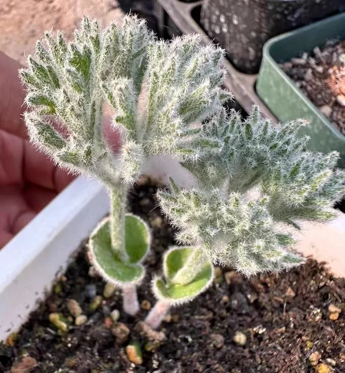 915. Eriospermum dregei 1-1.2cm/Caudex/Succulent plants/Garden landscape / Carefully select healthy plants