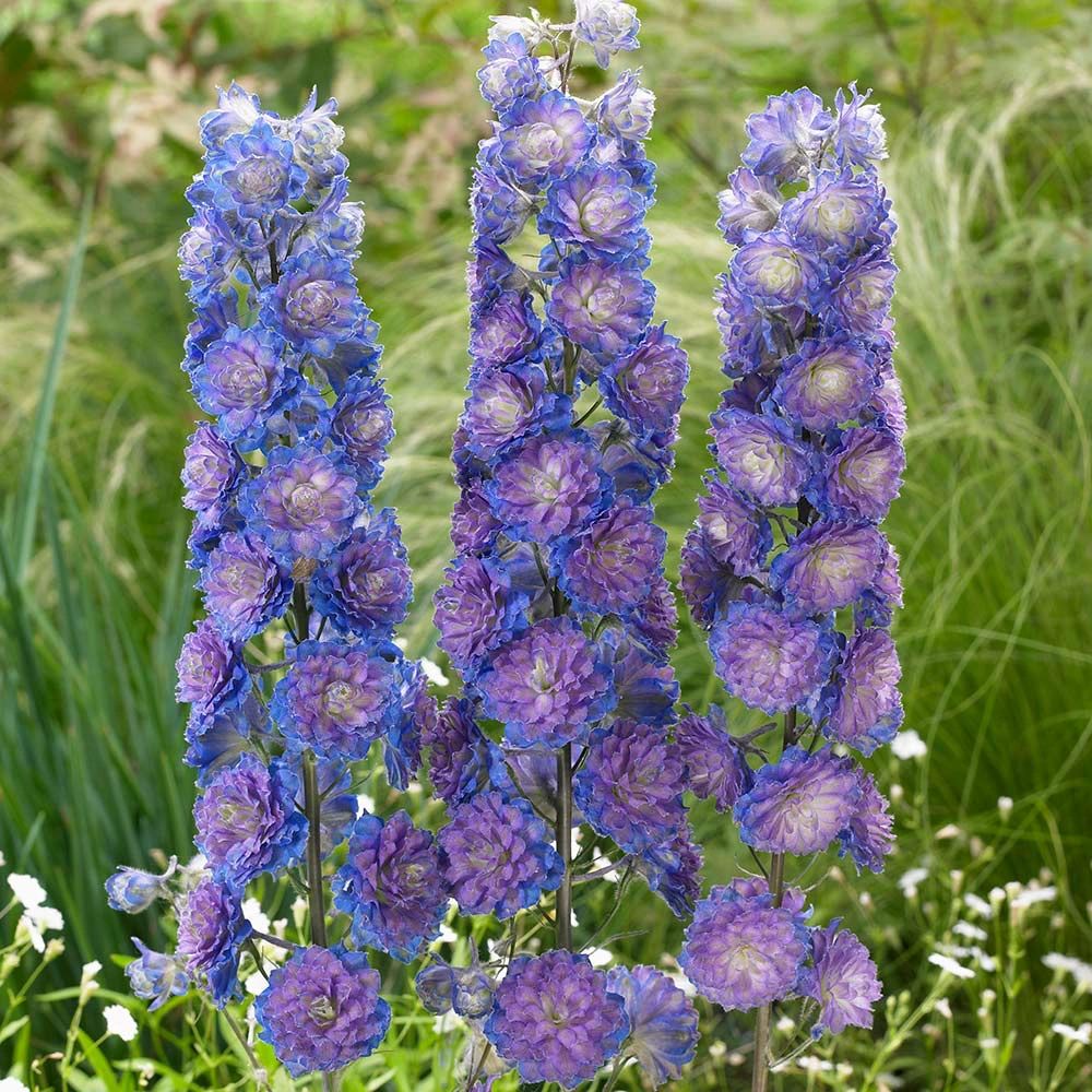 Delphinium Seeds-Mixed 7 Colors