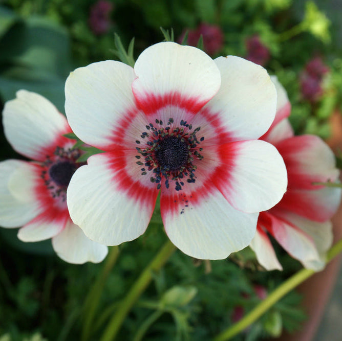 Anemone Marianne Plus Bicolour Flower | X 20 Seeds