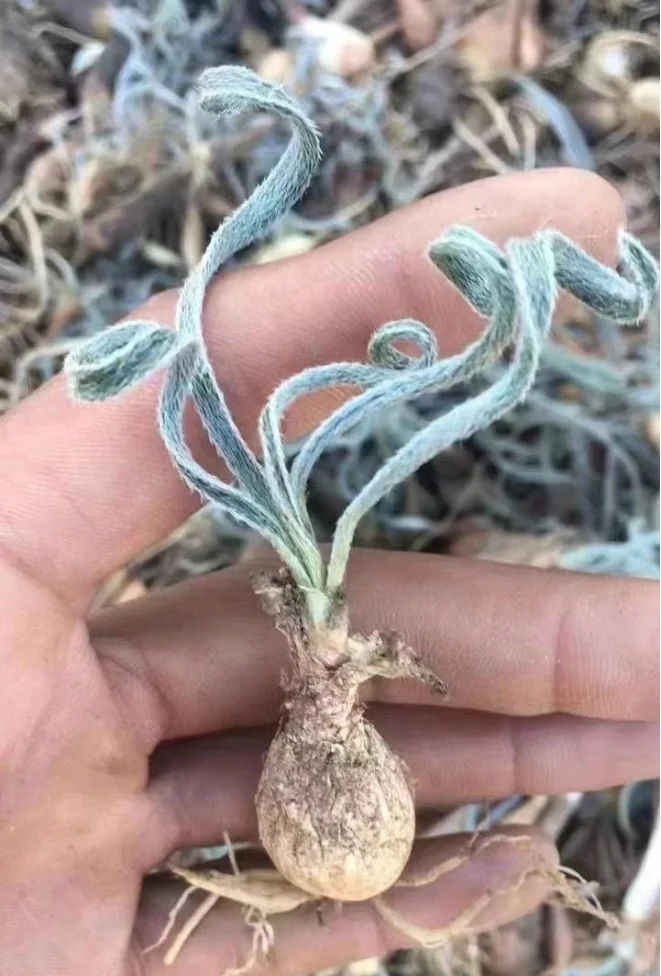 plant Aeonium Echeveria Haworthia  Caudex  Lithops Cactus  Agave 