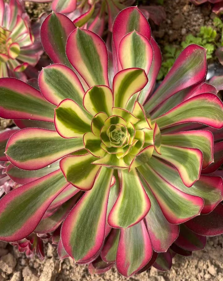 385.Ice crean single head and cutting / Aeonium single head and cutting / Aeonium plants / Succulent plants / Garden landscape / Carefully select healthy plants