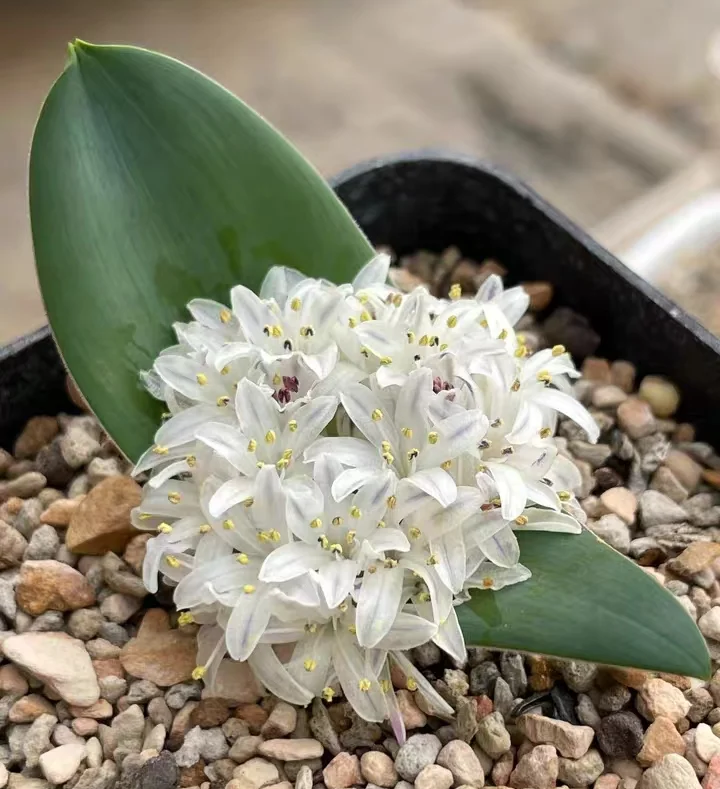 plant Aeonium Echeveria Haworthia  Caudex  Lithops Cactus  Agave 