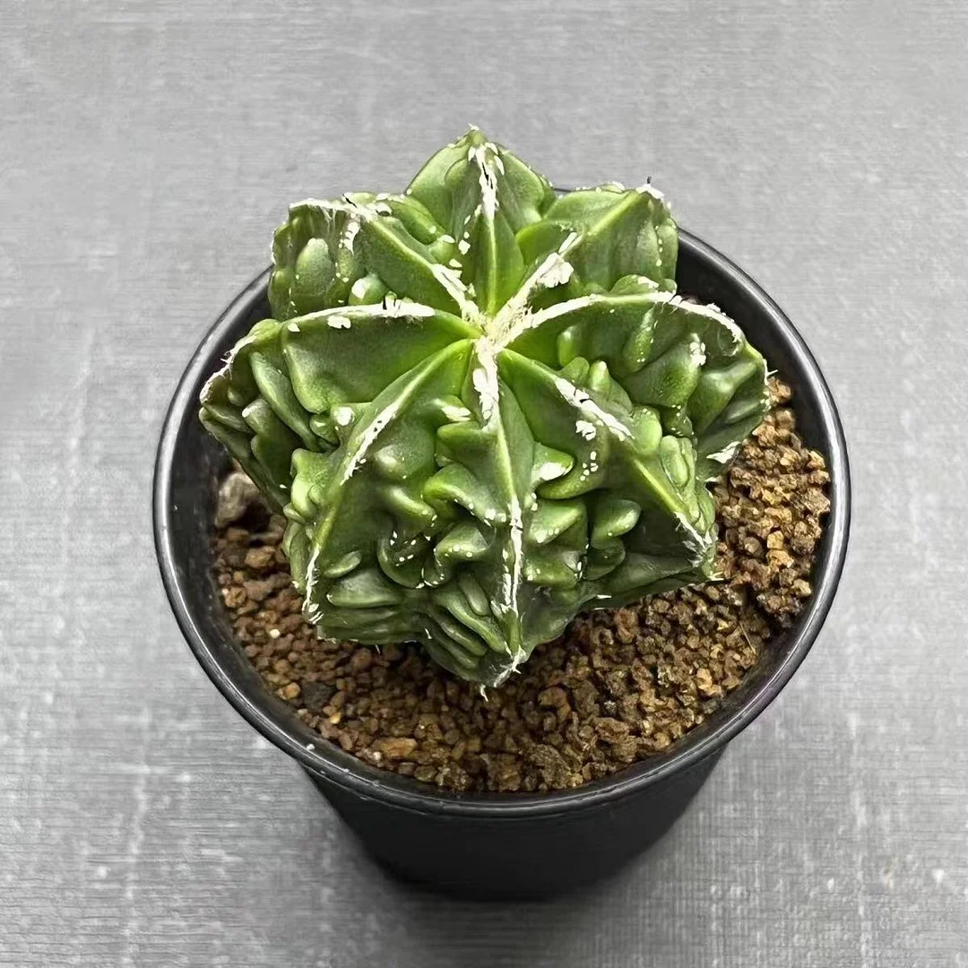 plant Aeonium Echeveria Haworthia  Caudex  Lithops Cactus  Agave 