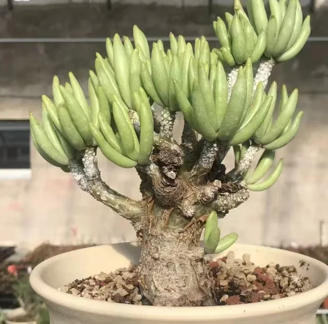 808. Tylecodon pearsonii 1.5-2cm / Caudex  / Succulent plants / Garden landscape / Carefully select healthy plants