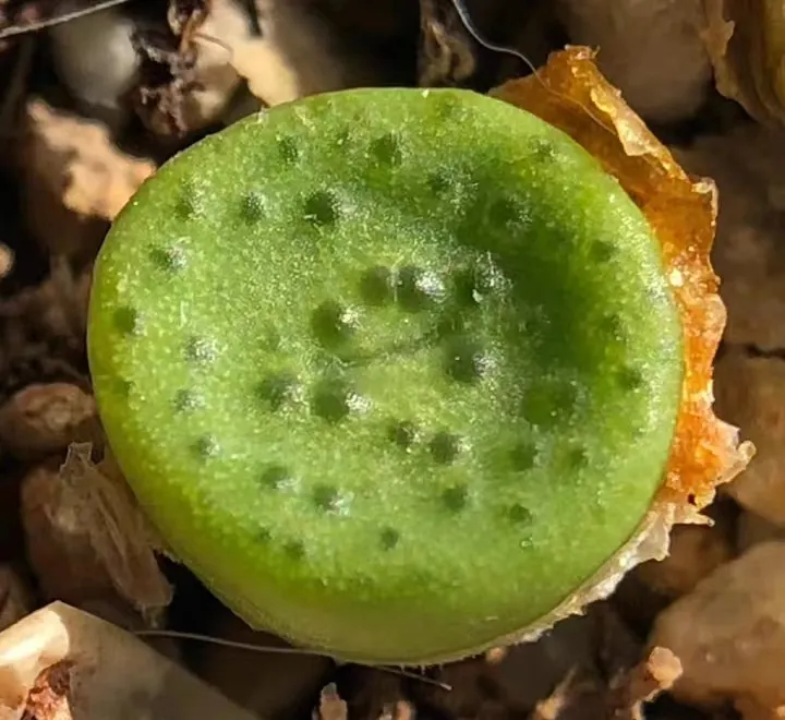 plant Aeonium Echeveria Haworthia  Caudex  Lithops Cactus  Agave 