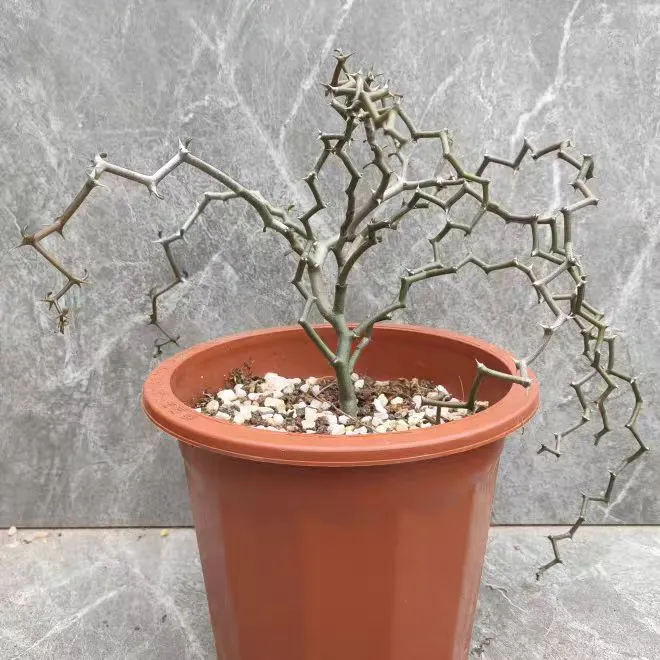 plant Aeonium Echeveria Haworthia  Caudex  Lithops Cactus  Agave 