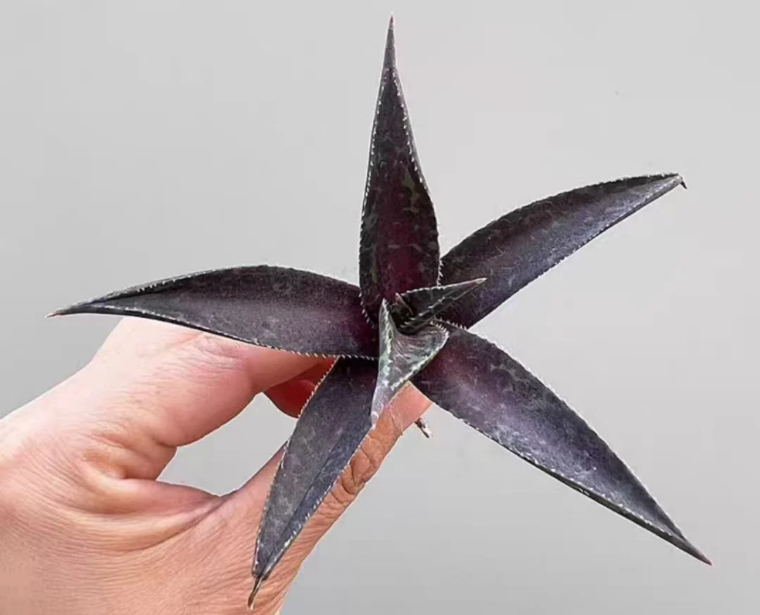 plant Aeonium Echeveria Haworthia  Caudex  Lithops Cactus  Agave 