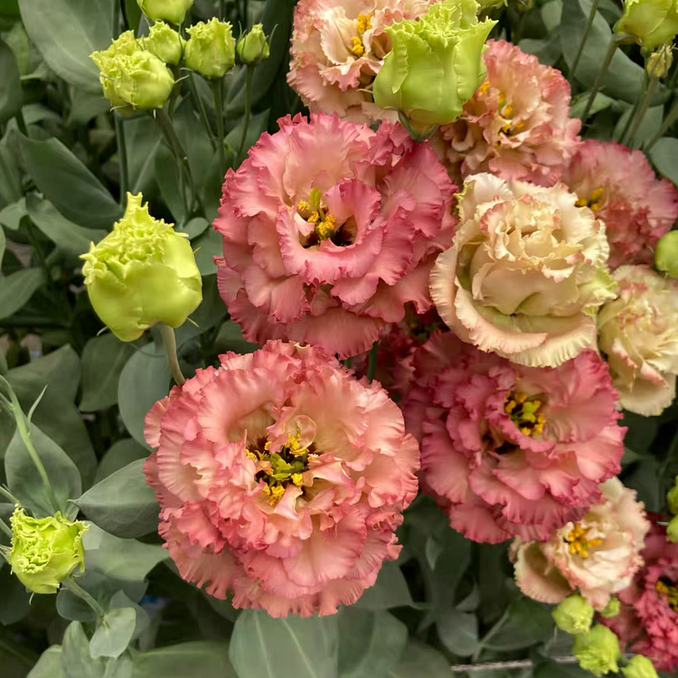 Lisianthus / Eustoma Grandiflorum Seeds - 	Thornless Rose