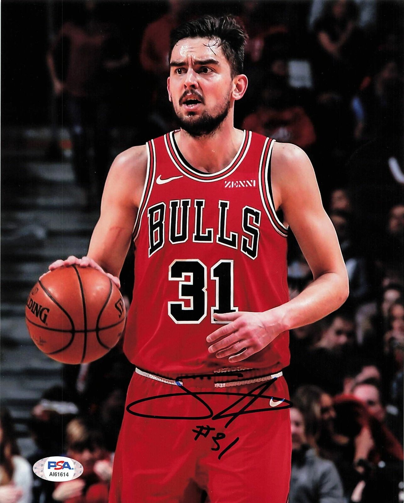 Tomas Satoransky signed 8x10 Photo Poster painting PSA/DNA Chicago Bulls Autographed