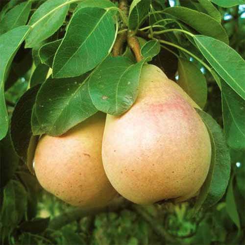 European Pear, Sunrise Jonyparkseed®