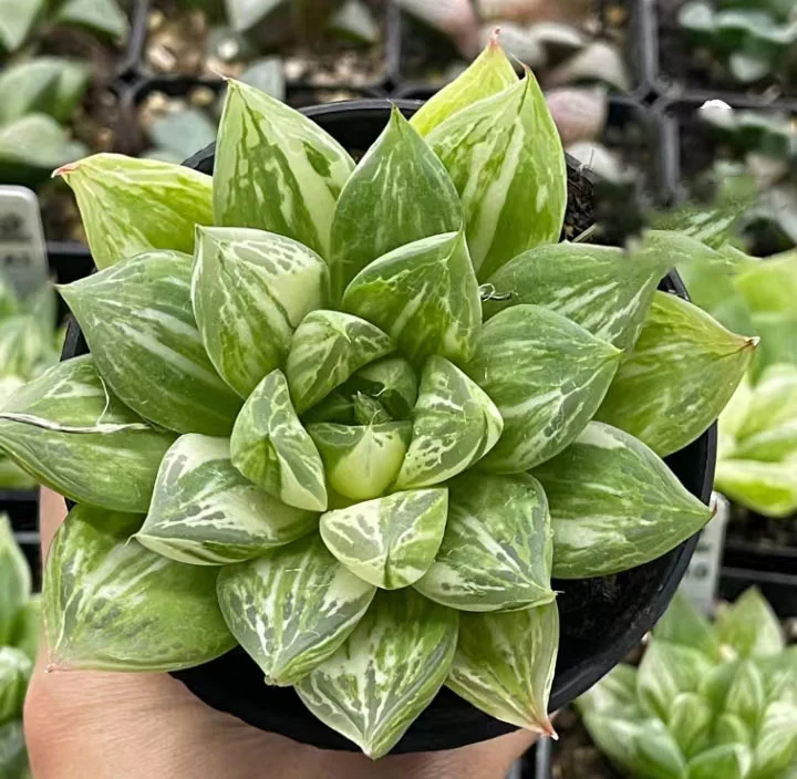 plant Aeonium Echeveria Haworthia  Caudex  Lithops Cactus  Agave 