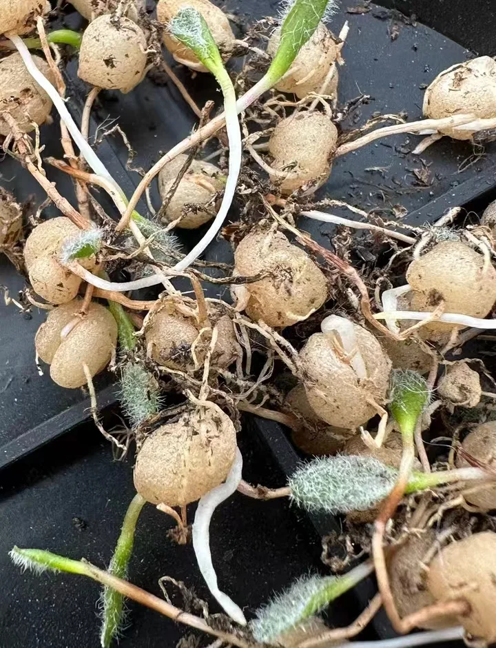 plant Aeonium Echeveria Haworthia  Caudex  Lithops Cactus  Agave 