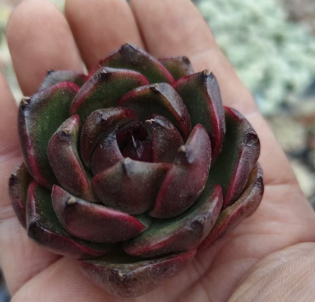 plant Aeonium Echeveria Haworthia  Caudex  Lithops Cactus  Agave 