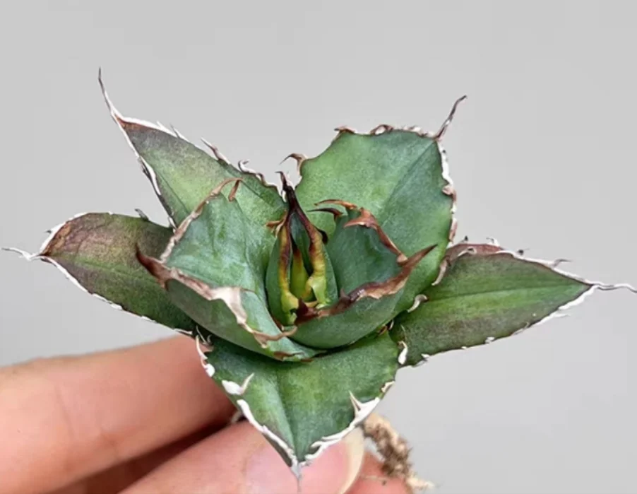 plant Aeonium Echeveria Haworthia  Caudex  Lithops Cactus  Agave 