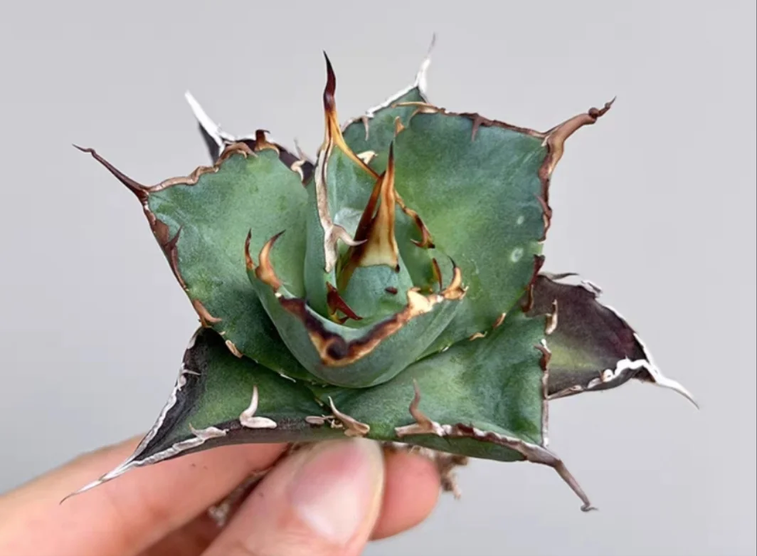 plant Aeonium Echeveria Haworthia  Caudex  Lithops Cactus  Agave 