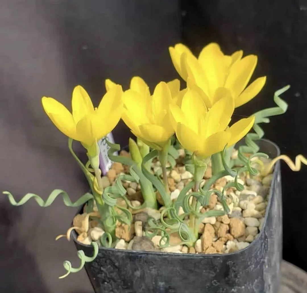 plant Aeonium Echeveria Haworthia  Caudex  Lithops Cactus  Agave 