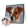 uk.everydayedeals (Limited Stock)Paint By Number - Oil Painting -  Dog (40*40Cm)