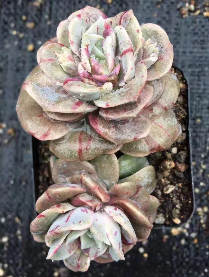 333. Cute rose var. single head 2-3cm /Echeveria/ Succulent plants / Garden landscape / Carefully select healthy plants