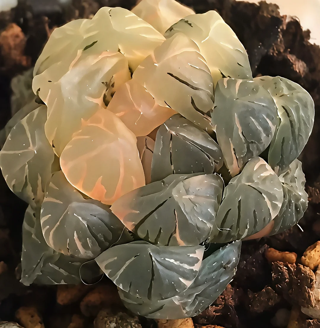 plant Aeonium Echeveria Haworthia  Caudex  Lithops Cactus  Agave 