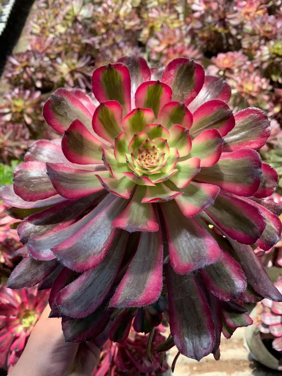 plant Aeonium Echeveria Haworthia  Caudex  Lithops Cactus  Agave 