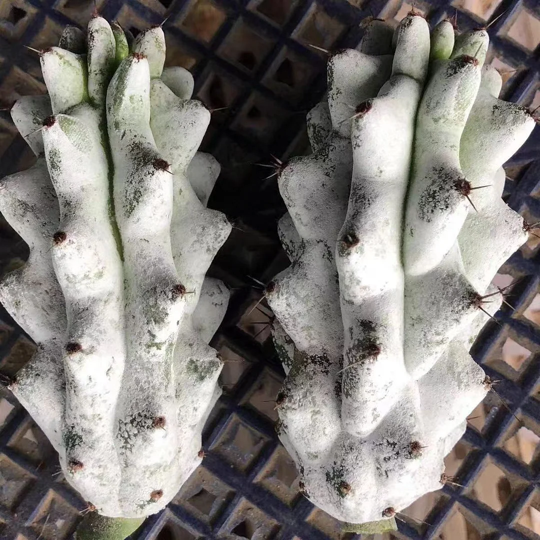 plant Aeonium Echeveria Haworthia  Caudex  Lithops Cactus  Agave 