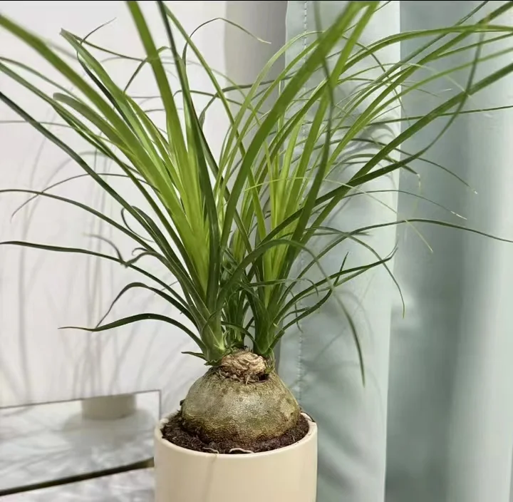 932. Beaucarnea recurvata 4-5cm/Caudex/ Succulent plants / Garden landscape / Carefully select healthy plants