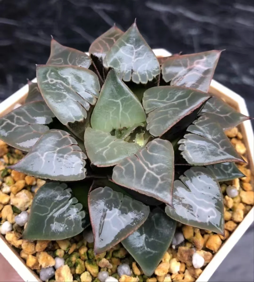 1115.Haworthia bayeri 'Fire Phoenix 7cm /Haworthia/ Succulent plants / Garden landscape / Carefully select healthy plants