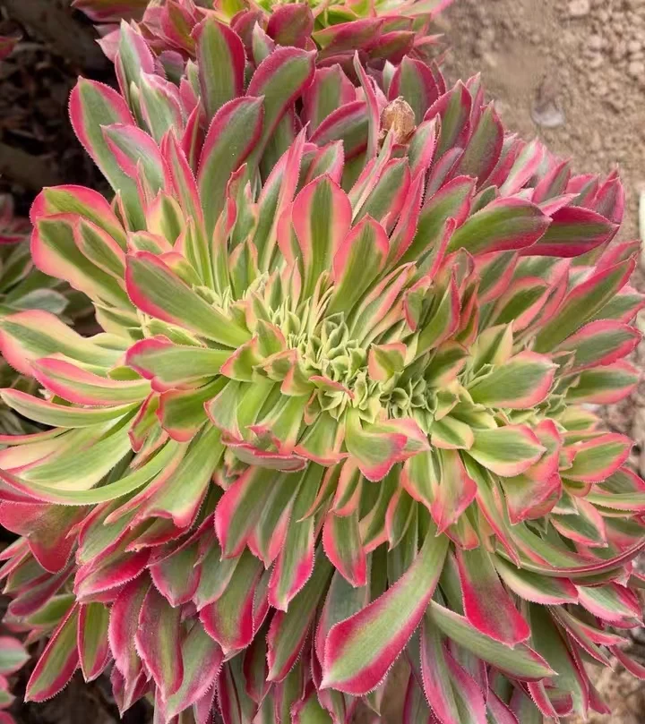 189.  Pink witch crested cutting 6cm/ Aeonium crested / Succulent plants  / Garden landscape / Carefully select healthy plants