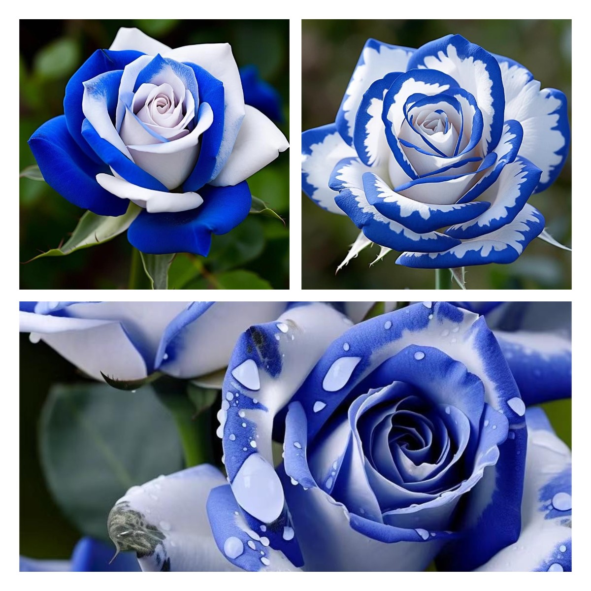 💙Blue White Roses Seeds:A Delightful Blend of Elegance and Serenity