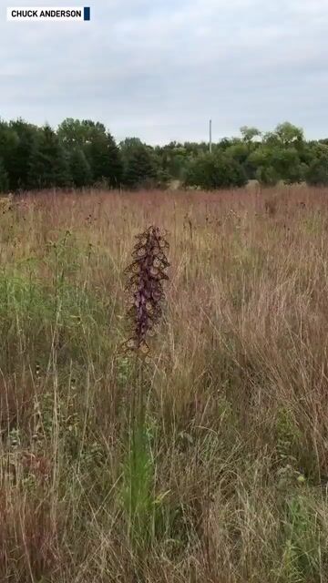 Prairie Blazing Star Seeds🦋