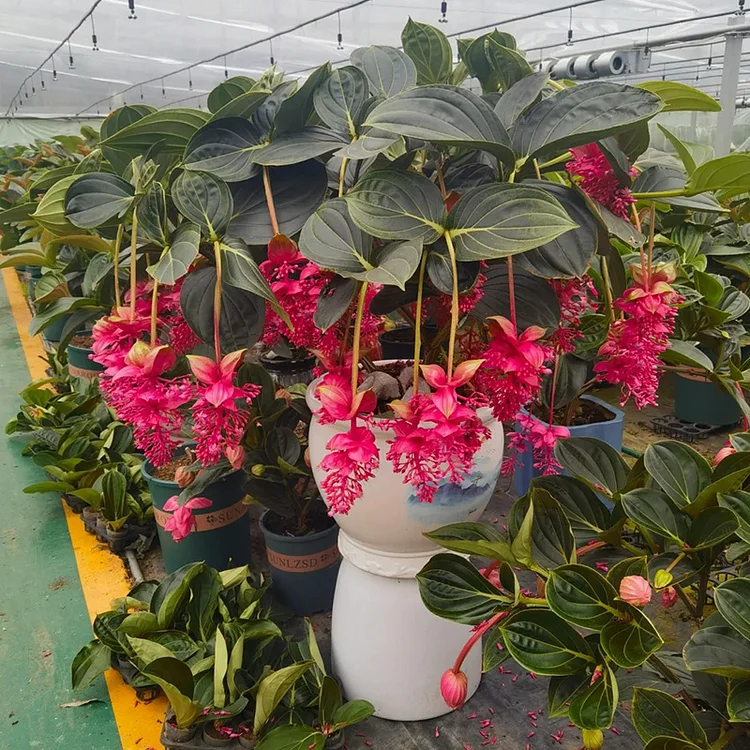 Medinilla Magnifica🌺Flower Seeds
